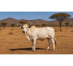 Vefat Edenler İçin Kurban Bağışı – Hisse