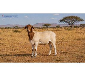 Vacip Kurban Bağışı - Küçükbaş