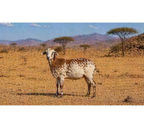 Sadaka Kurbanı - Küçükbaş