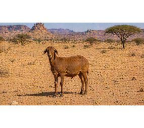 Adak Kurbanı - Küçükbaş