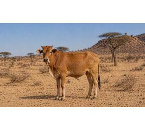 Adak Kurbanı - Hisse