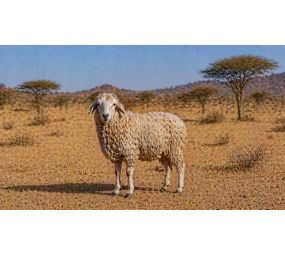 Vefat Edenler İçin Kurban Bağışı – Küçükbaş