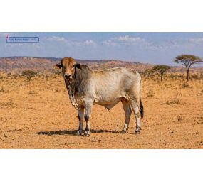 Vacip Kurban Bağışı - Hisse