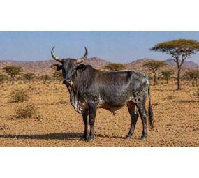 Sadaka Kurbanı - Hisse